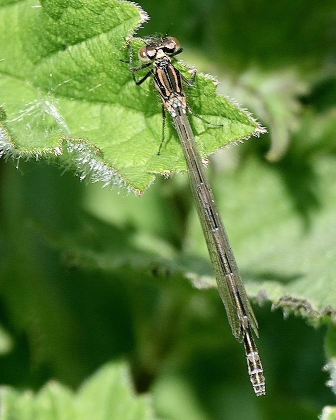variable damselfly